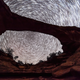 Illustration for article titled Dark Skies Over a Natural Bridge